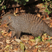 Banded Mongoose - Photo (c) Ray Turnbull, some rights reserved (CC BY-NC), uploaded by Ray Turnbull