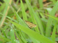 Taractrocera ceramas