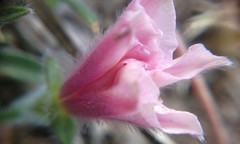 Convolvulus calvertii