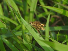 Taractrocera ceramas
