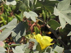 Gossypium tomentosum
