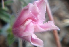 Convolvulus calvertii