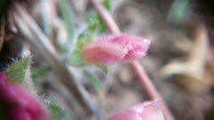 Convolvulus calvertii