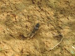 Trilophidia annulata