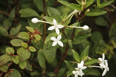 Bouvardia longiflora