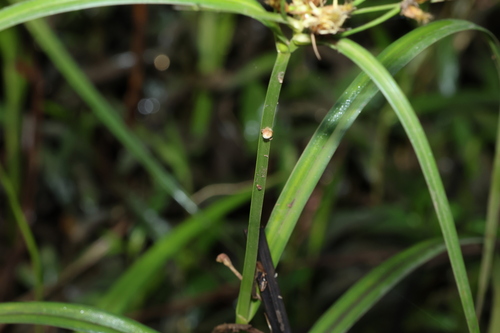 Image of River Bulrush (Bolboschoenus fluviatilis) by (c) Greg Tasney, some rights reserved (CC BY-SA)