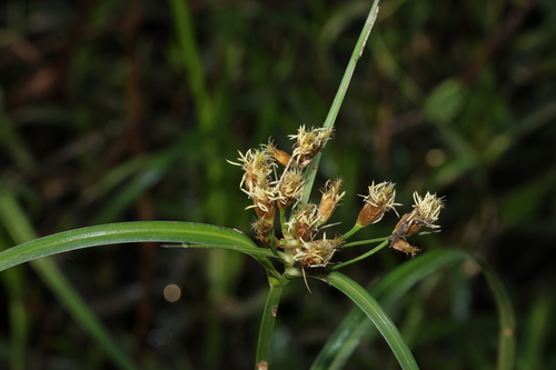 Image of River Bulrush (Bolboschoenus fluviatilis) by (c) Greg Tasney, some rights reserved (CC BY-SA)