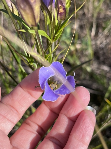 Image of Gentianopsis virgata by (c) Jenn (McPhee) Dyson, some rights reserved (CC BY)