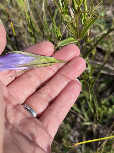 Image of Gentianopsis virgata by (c) Jenn (McPhee) Dyson, some rights reserved (CC BY)