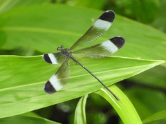 Psolodesmus mandarinus mandarinus