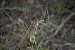 Cyperus filipes