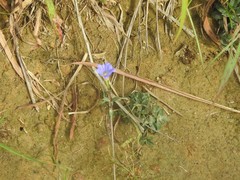 Gentiana loureiroi