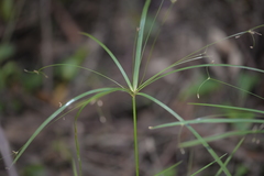 Cyperus filipes