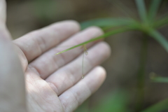 Cyperus filipes