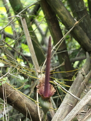 Amorphophallus hirtus