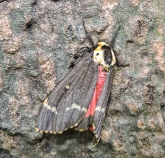 Lymantria semicincta