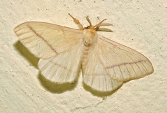 Eupterote bifasciata