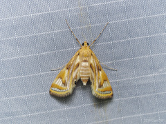 Eoophyla peribocalis