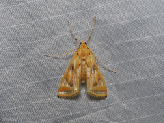 Eoophyla peribocalis