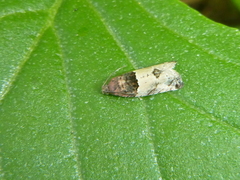 Gypsonoma aceriana