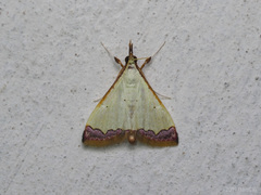 Autocharis hedyphaes