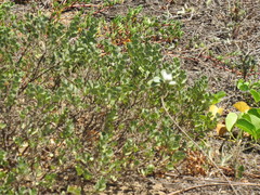 Wikstroemia phillyreifolia