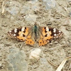 Vanessa cardui