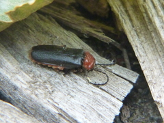 Silis ruficollis