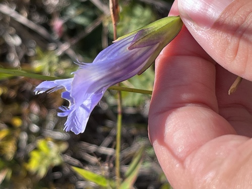 Image of Gentianopsis virgata by (c) Jenn (McPhee) Dyson, some rights reserved (CC BY)