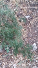 Asparagus verticillatus