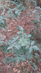 Pistacia atlantica mutica