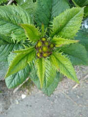 Asteraceae