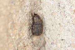 Trox scaber