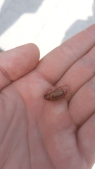 Amphimallon solstitiale