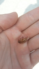 Amphimallon solstitiale