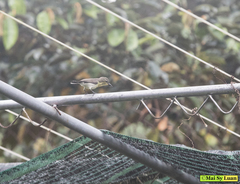 Cinnyris jugularis rhizophorae