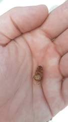 Amphimallon solstitiale