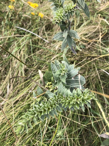 western false gromwell