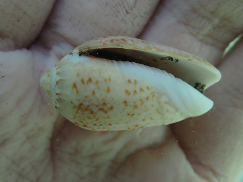 Oliva polpasta, 2024-09-01