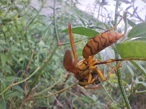 Yellow Oriental Paper Wasp