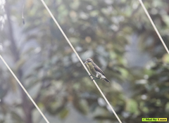 Cinnyris jugularis rhizophorae