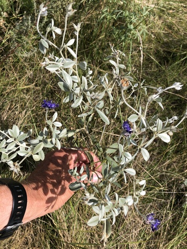 silvery scurfpea