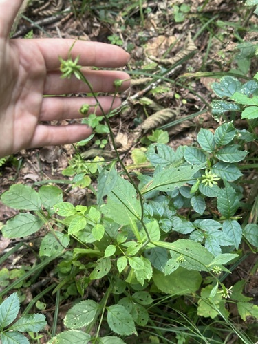 Alpine carpesium (Carpesium triste)