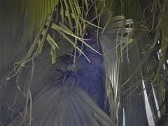 Cynopterus sphinx