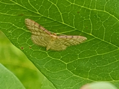 Idaea humiliata
