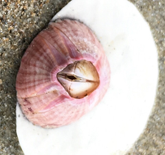 Paraconcavus pacificus