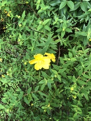 Hypericum