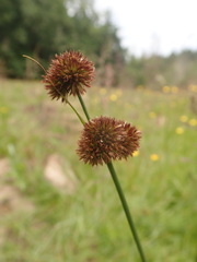 Juncus bolanderi