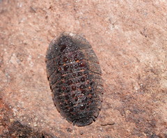 Laxta granicollis