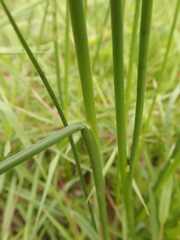 Juncus bolanderi